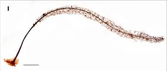 Attēlu rezultāti vaicājumam “Stemonitis marjana stalked”