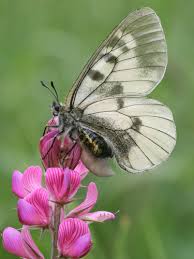 Attēlu rezultāti vaicājumam “Parnassius mnemosyne underside”