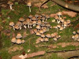 Attēlu rezultāti vaicājumam “Coprinus sp.”