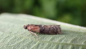 Attēlu rezultāti vaicājumam “Sciota adelphella”