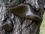 Attēlu rezultāti vaicājumam “Phellinus ferrugineofuscus”