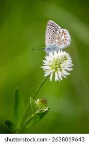 Attēlu rezultāti vaicājumam “Plebejus idas underside”