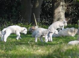 Image result for Ipsden Cricket Club