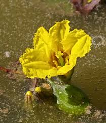 Image result for Seekanne