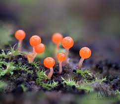 Attēlu rezultāti vaicājumam “Trichia flavicoma spores”