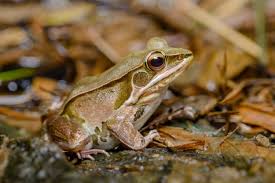 Attēlu rezultāti vaicājumam “Pelophylax”