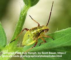 Attēlu rezultāti vaicājumam “Lygus nymph nymph”