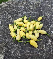 Afbeeldingsresultaat voor white habanero hot pepper