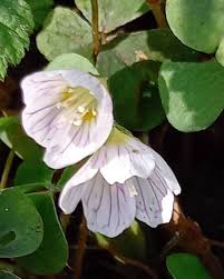 Attēlu rezultāti vaicājumam “Oxalis acetosella fruit”