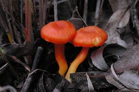 Attēlu rezultāti vaicājumam “Hygrocybe sp.”
