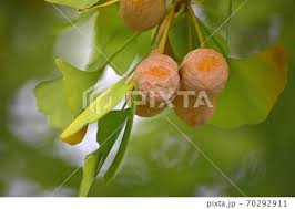 Attēlu rezultāti vaicājumam “Ginkgo biloba fruit”