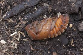 Attēlu rezultāti vaicājumam “Oryctes nasicornis male”