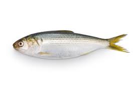 Image result for Dorosoma cepedianum