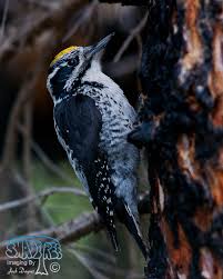 Attēlu rezultāti vaicājumam “Picoides tridactylus”
