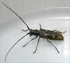 Attēlu rezultāti vaicājumam “Monochamus urussovi”