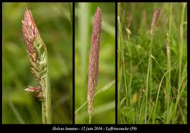 Attēlu rezultāti vaicājumam “Holcus lanatus”
