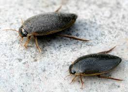 Attēlu rezultāti vaicājumam “Colymbetes striatus”