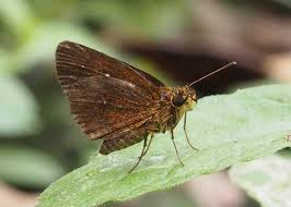 Attēlu rezultāti vaicājumam “Hesperiidae”