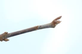 Attēlu rezultāti vaicājumam “Frangula alnus”