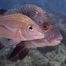 Image result for Haemulon carbonarium