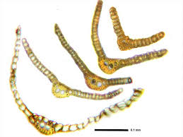 Attēlu rezultāti vaicājumam “Oxystegus tenuirostris”