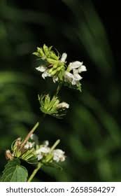 Attēlu rezultāti vaicājumam “Scrophularia umbrosa flower”