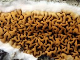 Attēlu rezultāti vaicājumam “Leucogyrophana sororia”