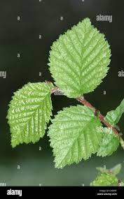 Attēlu rezultāti vaicājumam “Ulmus x hollandica”