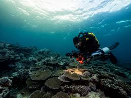 Image result for Maidstone Sub Aqua Club