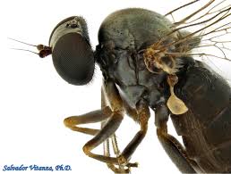 Attēlu rezultāti vaicājumam “Platypezidae”