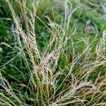 Attēlu rezultāti vaicājumam “Nardus stricta fruit”