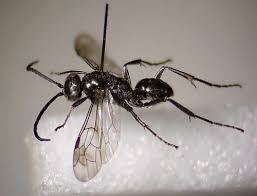 Attēlu rezultāti vaicājumam “Dipogon sp.”