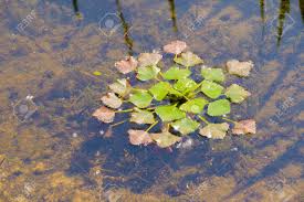 Attēlu rezultāti vaicājumam “Trapa natans leaf”