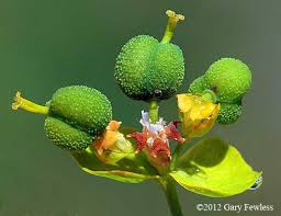 Attēlu rezultāti vaicājumam “Euphorbia cyparissias flower”