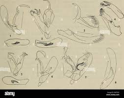 Attēlu rezultāti vaicājumam “Oligia sp.”