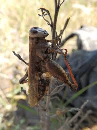 Attēlu rezultāti vaicājumam “Entomophaga grylli”