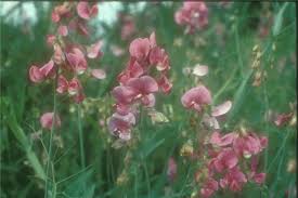 Image result for Lathyrus odoratus