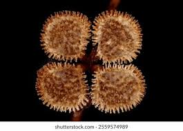 Attēlu rezultāti vaicājumam “Cynoglossum officinale fruit”