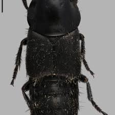 Attēlu rezultāti vaicājumam “Quedius dilatatus”