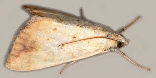 Attēlu rezultāti vaicājumam “Evergestis extimalis”