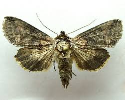 Attēlu rezultāti vaicājumam “Abrostola triplasia”