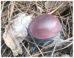 Attēlu rezultāti vaicājumam “Lepista sp.”