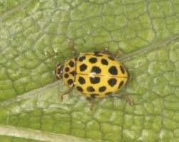 Attēlu rezultāti vaicājumam “Idaea emarginata”