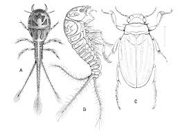 Attēlu rezultāti vaicājumam “Anthrenus sp. imago”