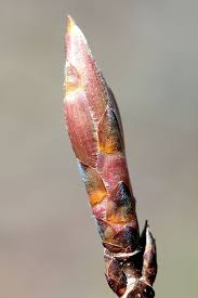 Attēlu rezultāti vaicājumam “Acer saccharinum bud”