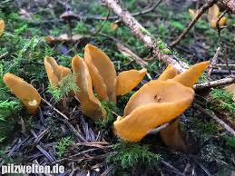 Attēlu rezultāti vaicājumam “Otidea leporina”