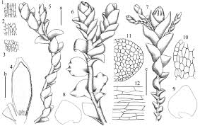Attēlu rezultāti vaicājumam “Jungermannia hyalina cells”