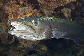 Image result for Dive Barracuda
