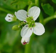 Attēlu rezultāti vaicājumam “Cardamine amara”