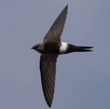 Image result for Apus pacificus